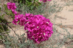 Bougainvillea