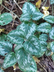 Lamium galeobdolon argentatum