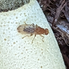 Suillia quinquepunctata