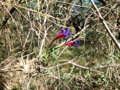 Tillandsia aeranthos