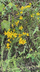 Coreopsis major