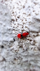 Dasymutilla erythrina