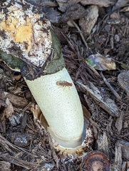 Suillia quinquepunctata