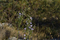 Campanula pyramidalis