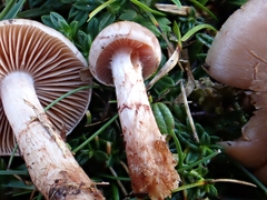 Cortinarius spilomeus