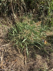 Sorghum halepense