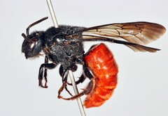 Euaspis
