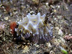 Halgerda willeyi