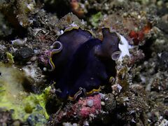 Pseudobiceros hancockanus