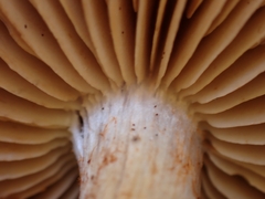 Cortinarius spilomeus