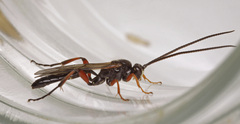 Cratichneumon culex