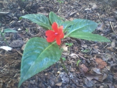 Impatiens walleriana