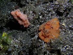 Sclerodoris tuberculata