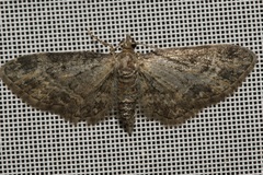 Eupithecia inturbata