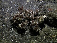 Camposcia retusa