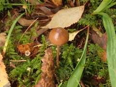 Psilocybe fuscofulva