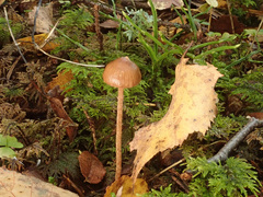 Psilocybe fuscofulva