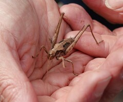 Tettigoniinae