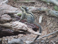 Tamiops mcclellandii