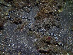 Myrichthys colubrinus