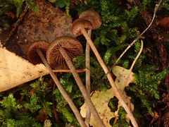 Psilocybe fuscofulva