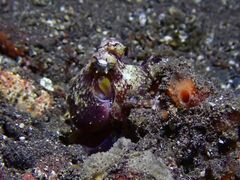 Amphioctopus marginatus