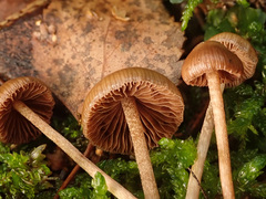 Psilocybe fuscofulva