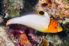 Cetoscarus ocellatus