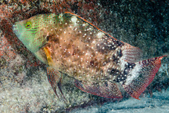 Cheilinus chlorourus