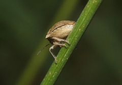 Pachycorinae