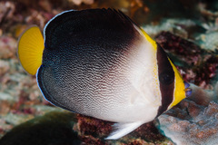 Chaetodontoplus mesoleucus