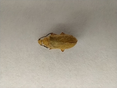 Cteniopus sulphureus