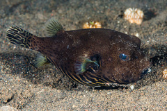 Arothron stellatus