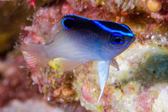 Chrysiptera rollandi