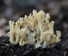 Phaeoclavulina