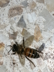Apis mellifera