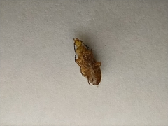 Cteniopus sulphureus