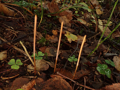 Macrotyphula fistulosa