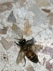 Apis mellifera