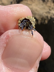 Clibanarius tricolor