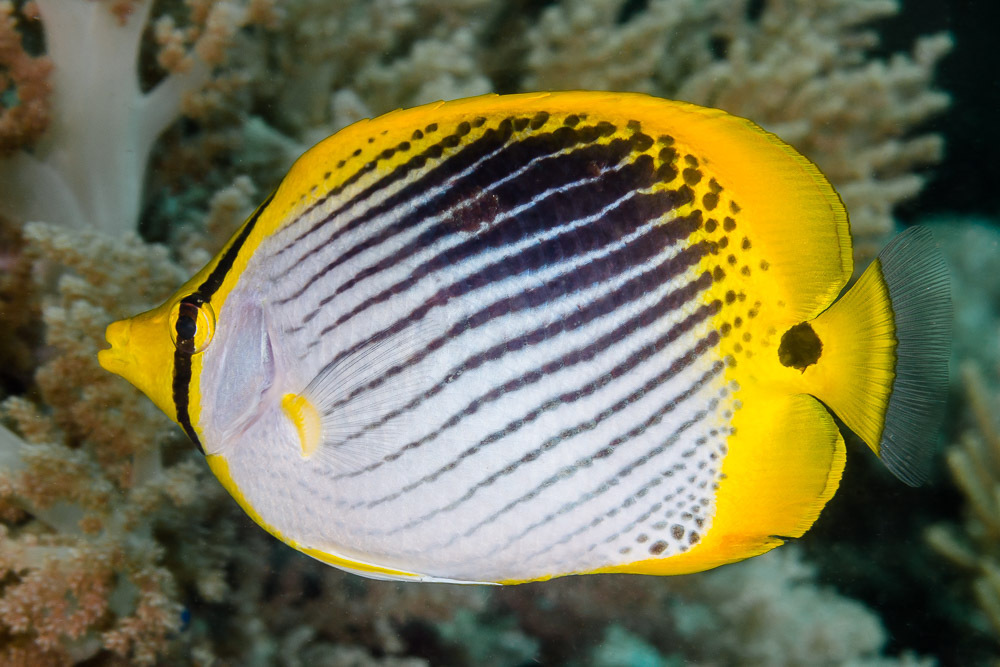 Spot-Tail Butterfly Fish