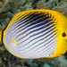 Spot-tail Butterflyfish - Photo (c) François Libert, some rights reserved (CC BY-NC-SA), uploaded by François Libert