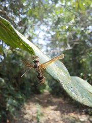 Ophiocordyceps humbertii