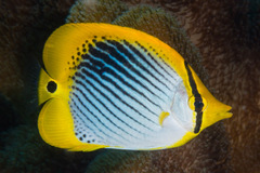 Chaetodon ocellicaudus