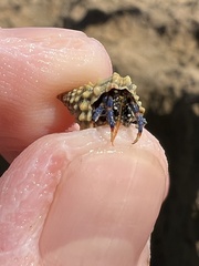 Clibanarius tricolor