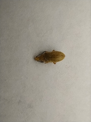 Cteniopus sulphureus