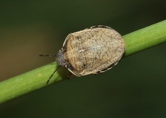 Pachycorinae