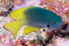 Pomacentrus nigromarginatus