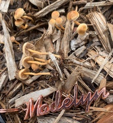 Agrocybe putaminum