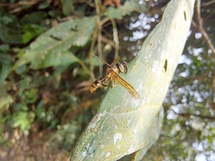 Ophiocordyceps humbertii